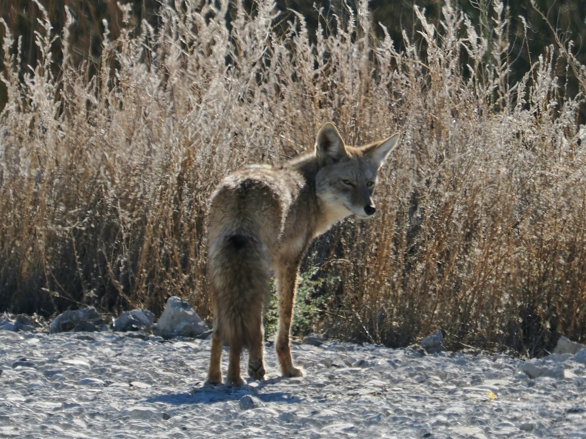 Койот - ML646939811