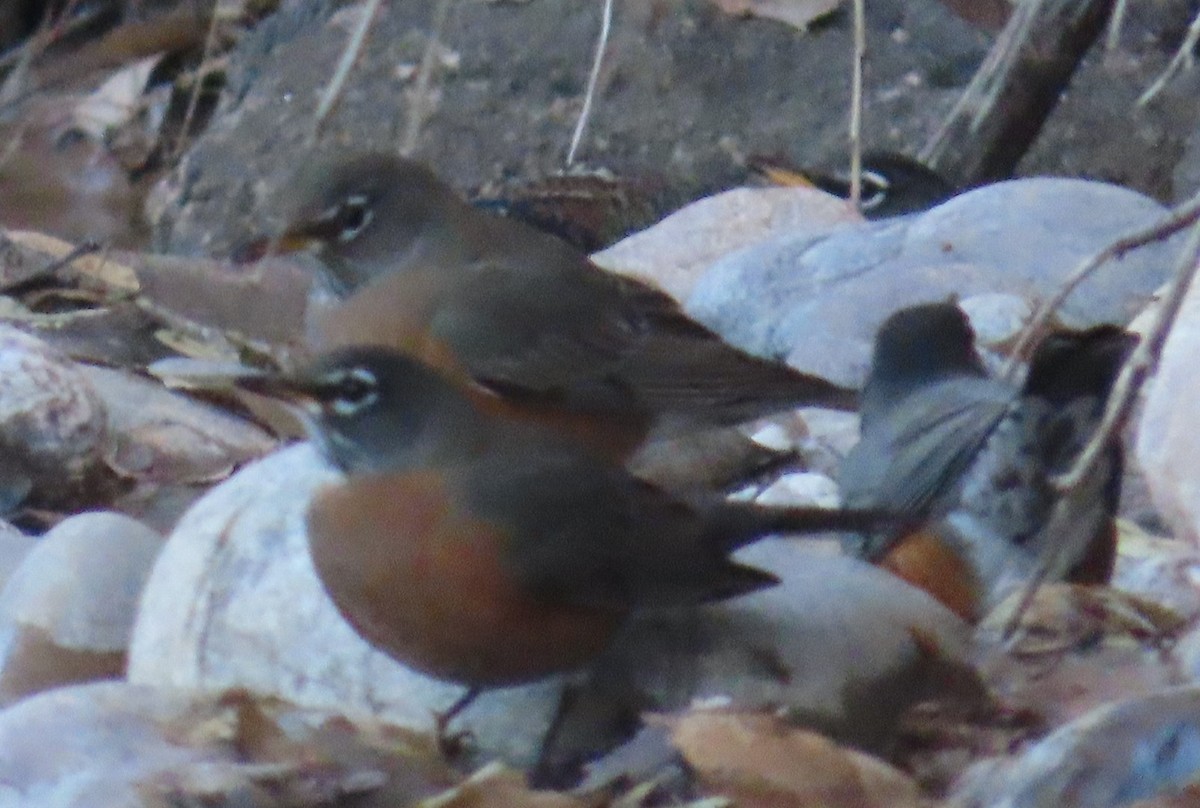 Дрізд мандрівний - ML646939812