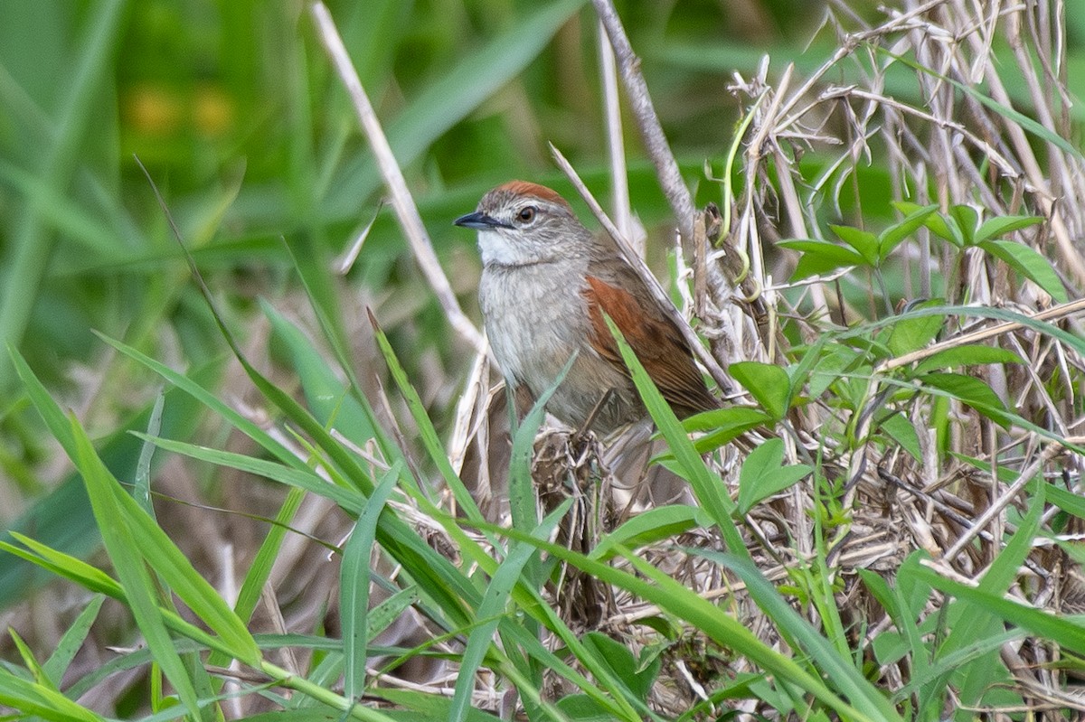 ムナジロオナガカマドドリ - ML646939816