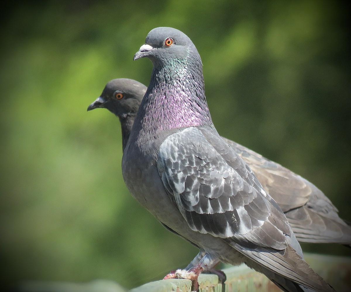 野鴿(野化) - ML646939819