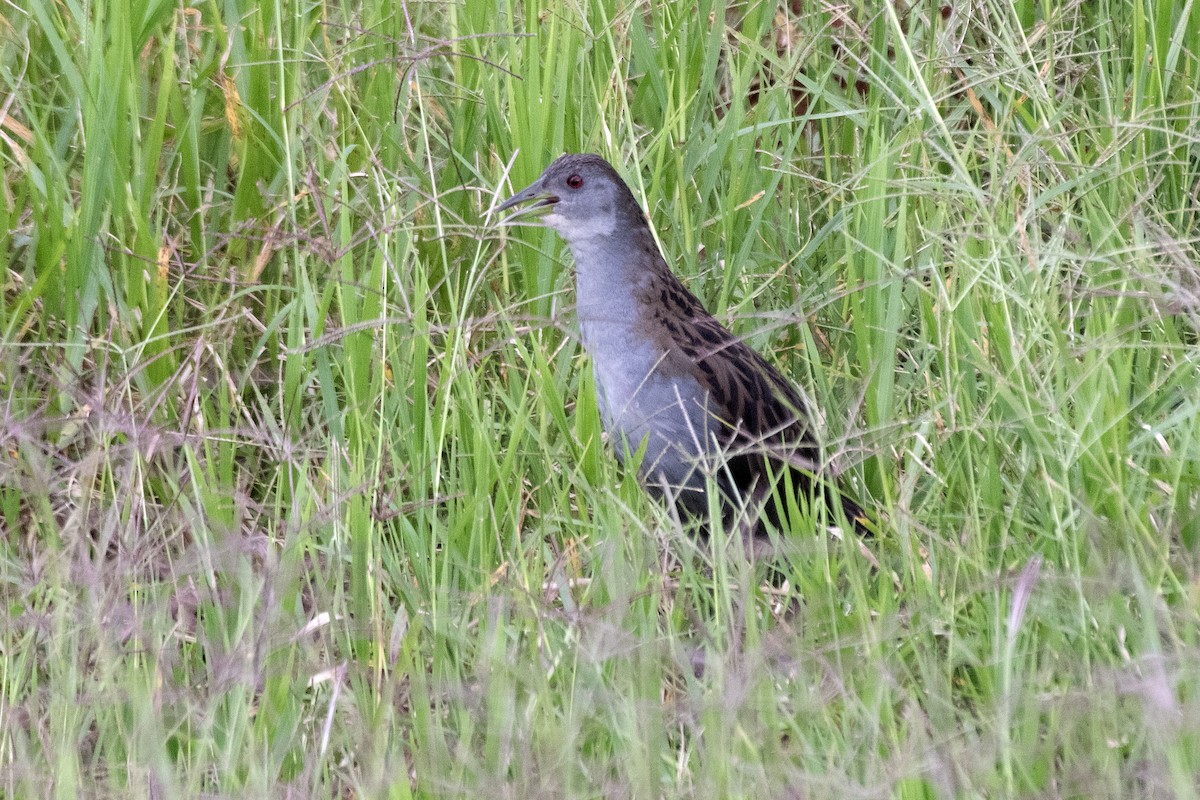Ash-throated Crake - ML646939821