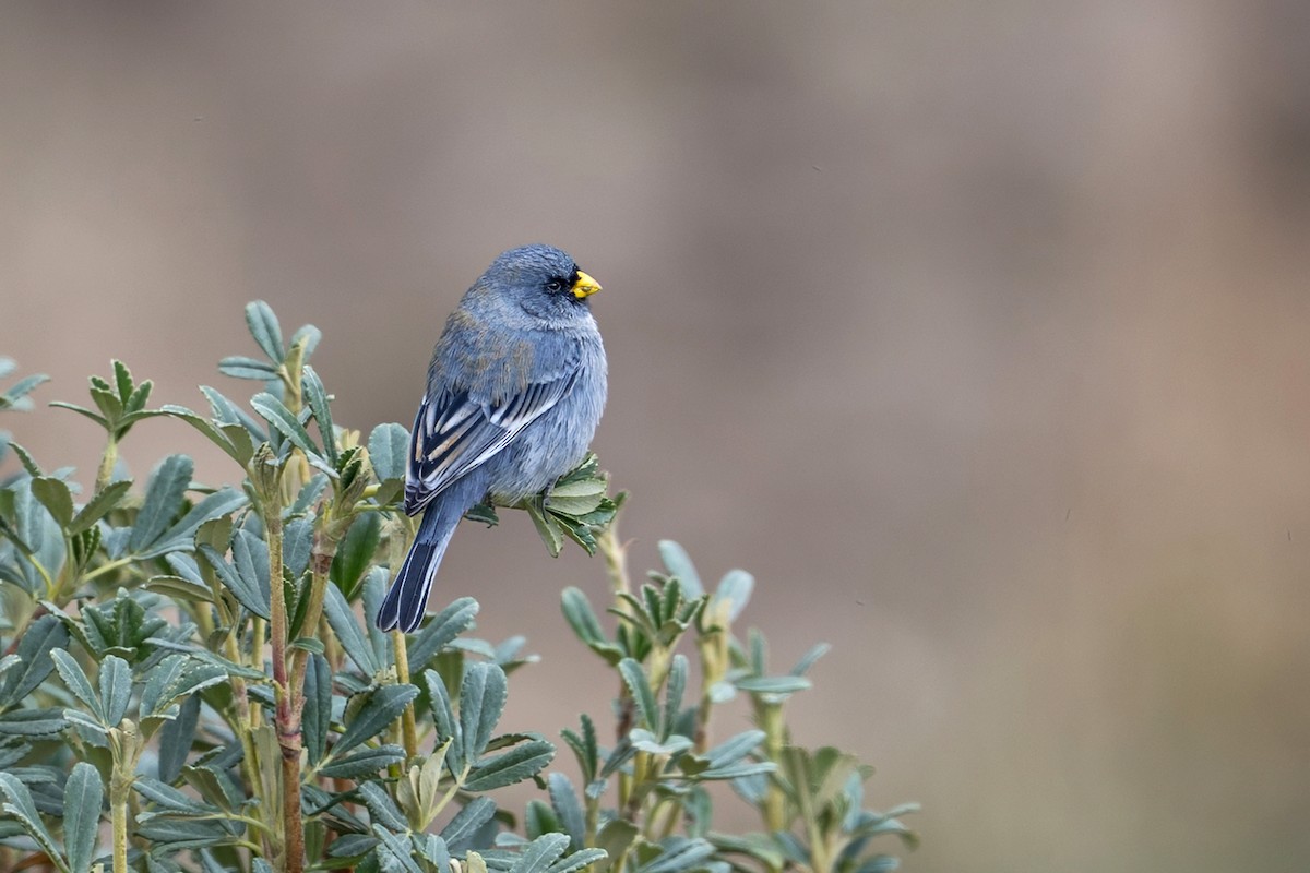 Band-tailed Seedeater - ML646939823