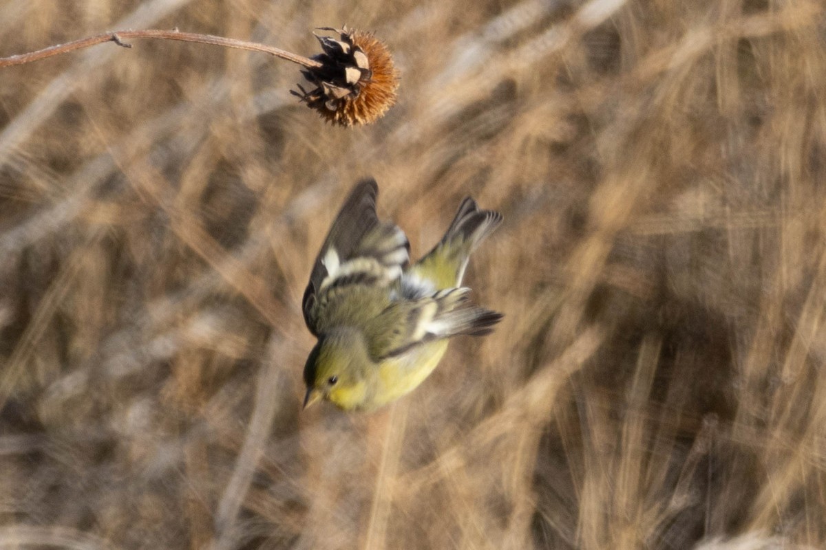 Lesser Goldfinch - ML646939824