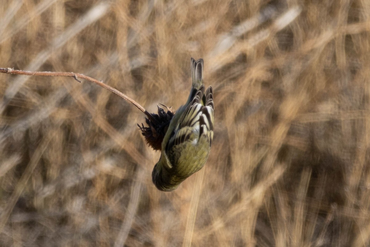 Lesser Goldfinch - ML646939825