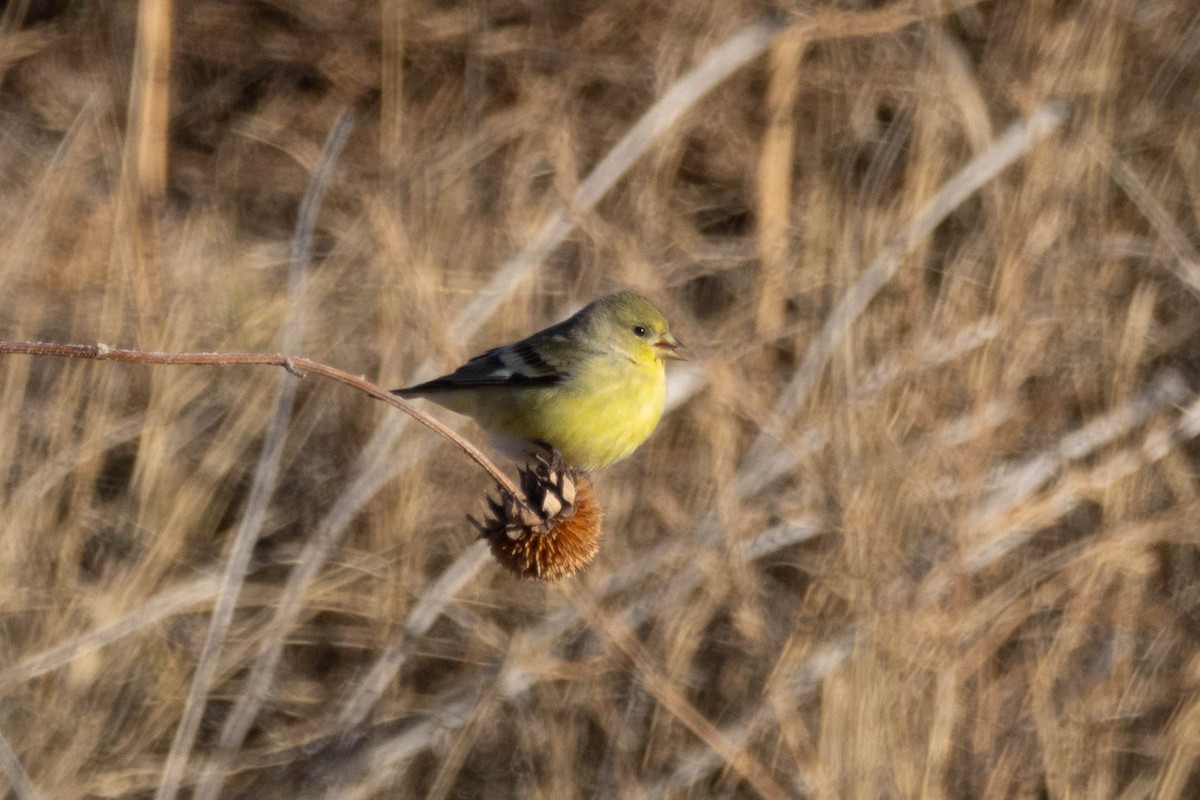 Lesser Goldfinch - ML646939826