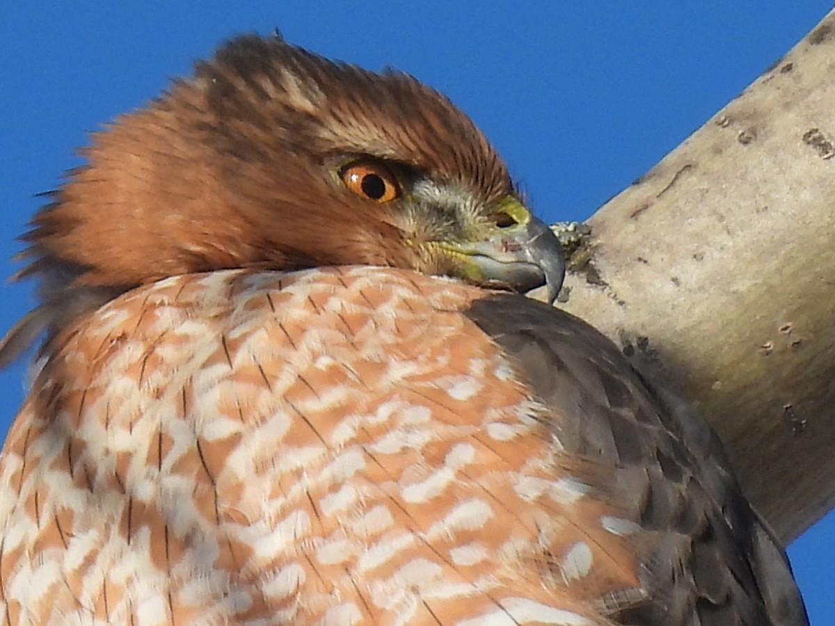 Cooper's Hawk - ML646939827