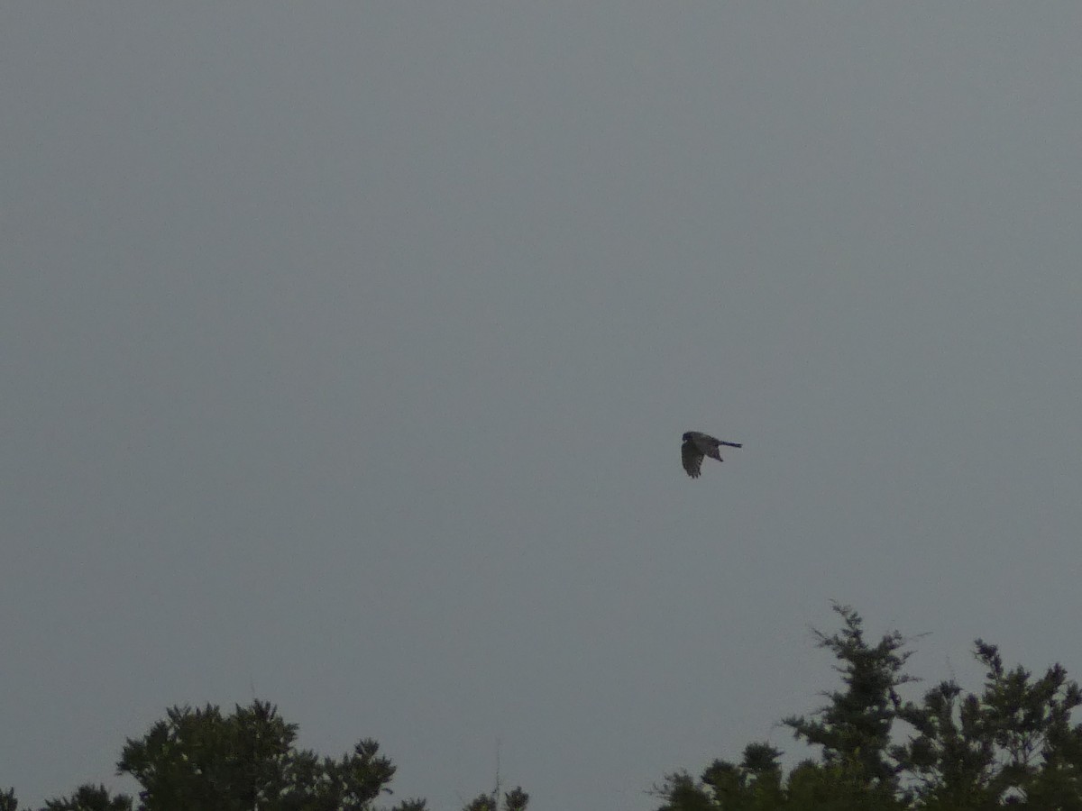 Northern Harrier - ML646939828
