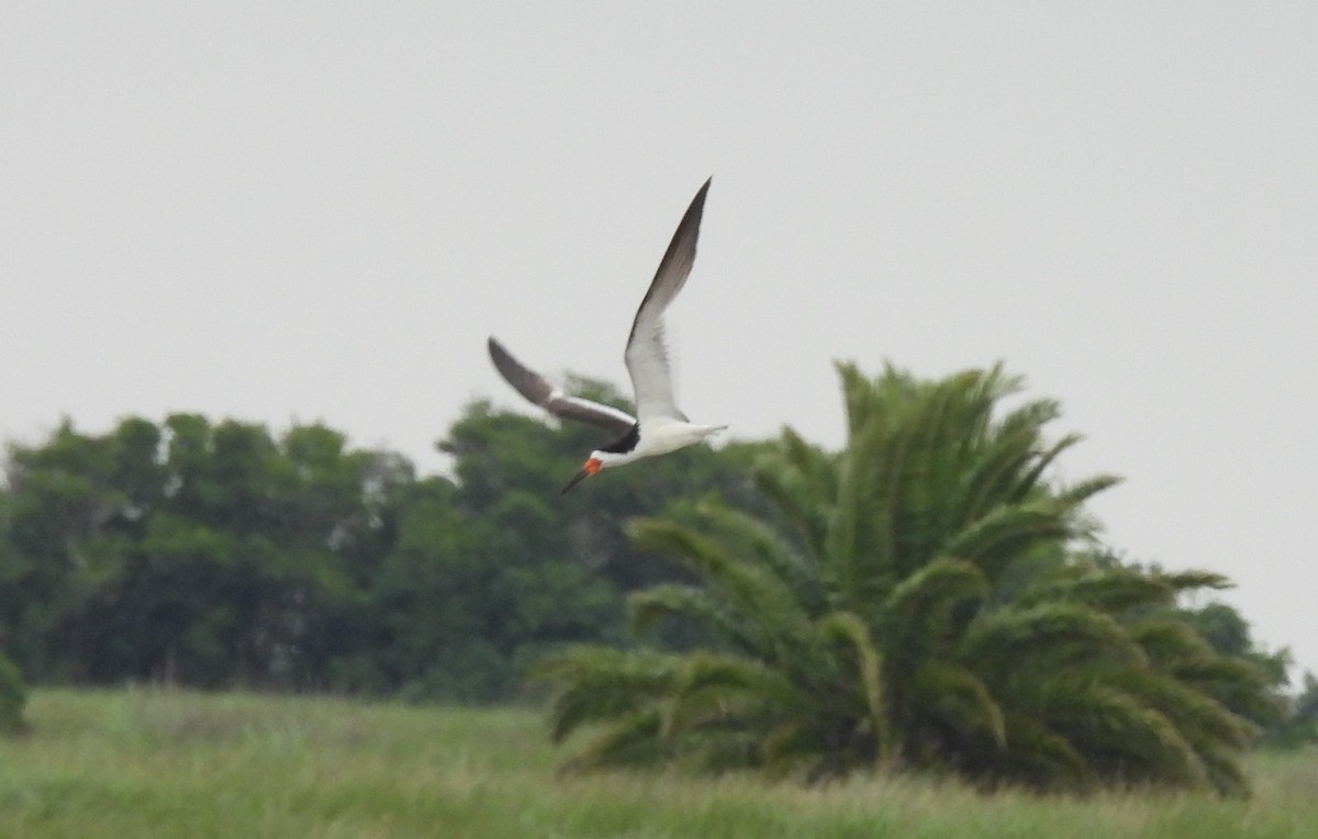 クロハサミアジサシ - ML646939830