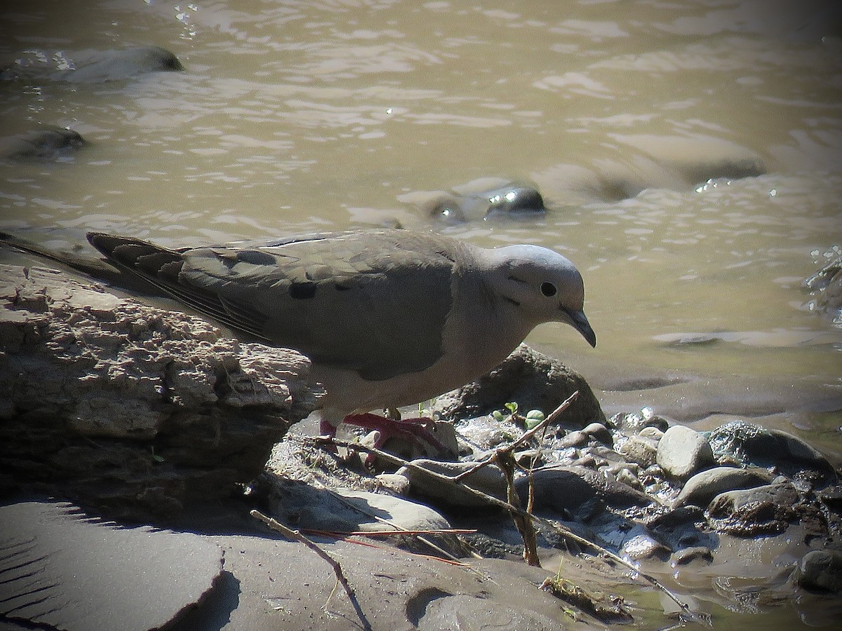 Eared Dove - ML646939831