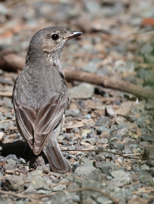 Australasian Figbird - ML646939835