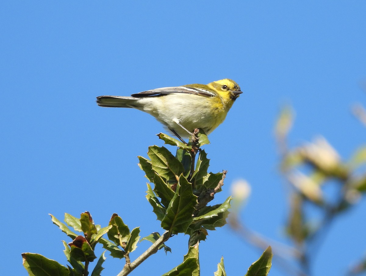 Townsend's Warbler - ML646939839