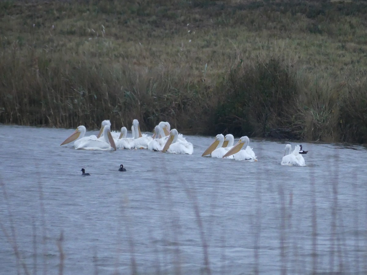 American White Pelican - ML646939841