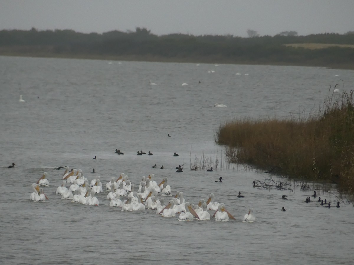American White Pelican - ML646939843