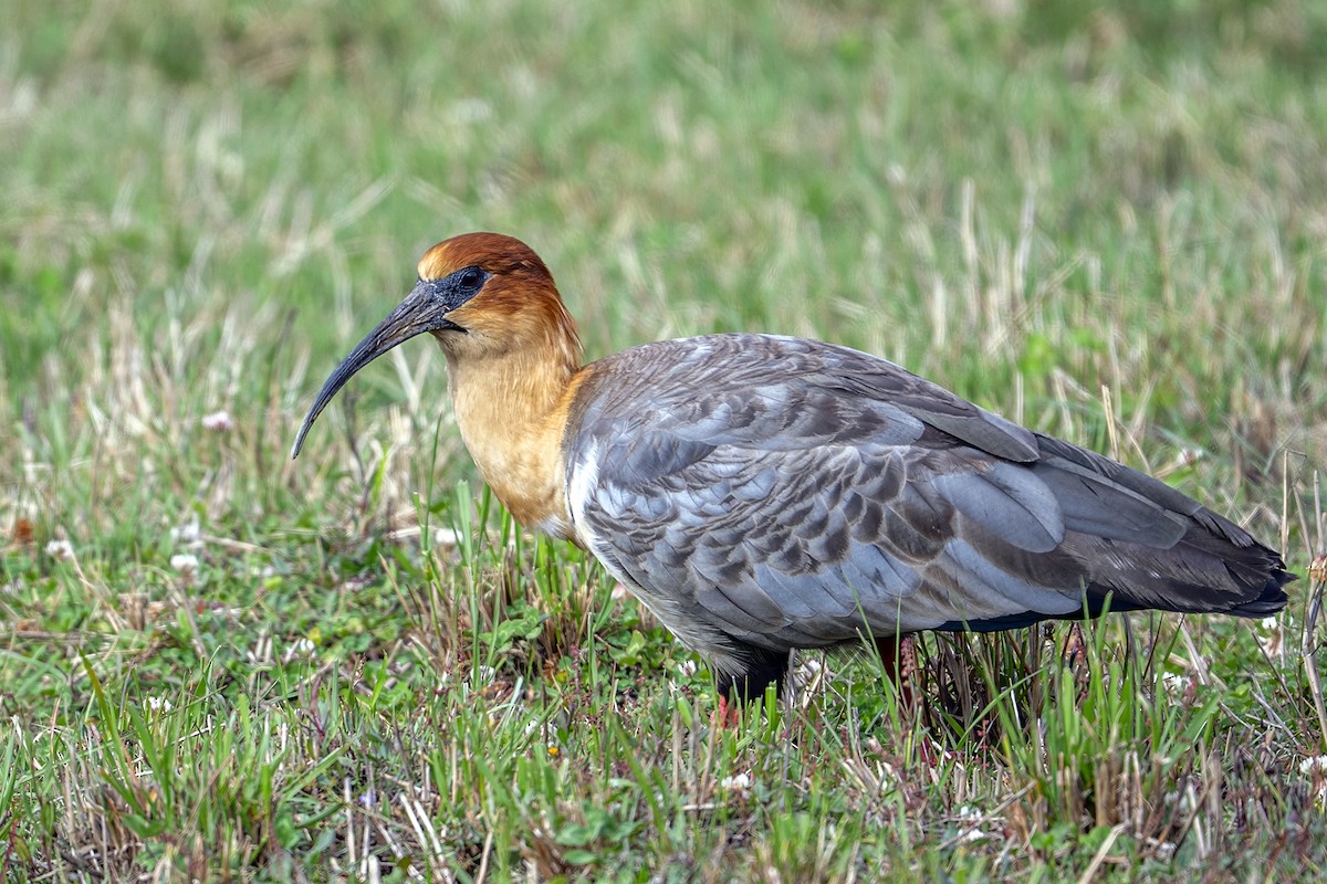 Andean Ibis - ML646939852