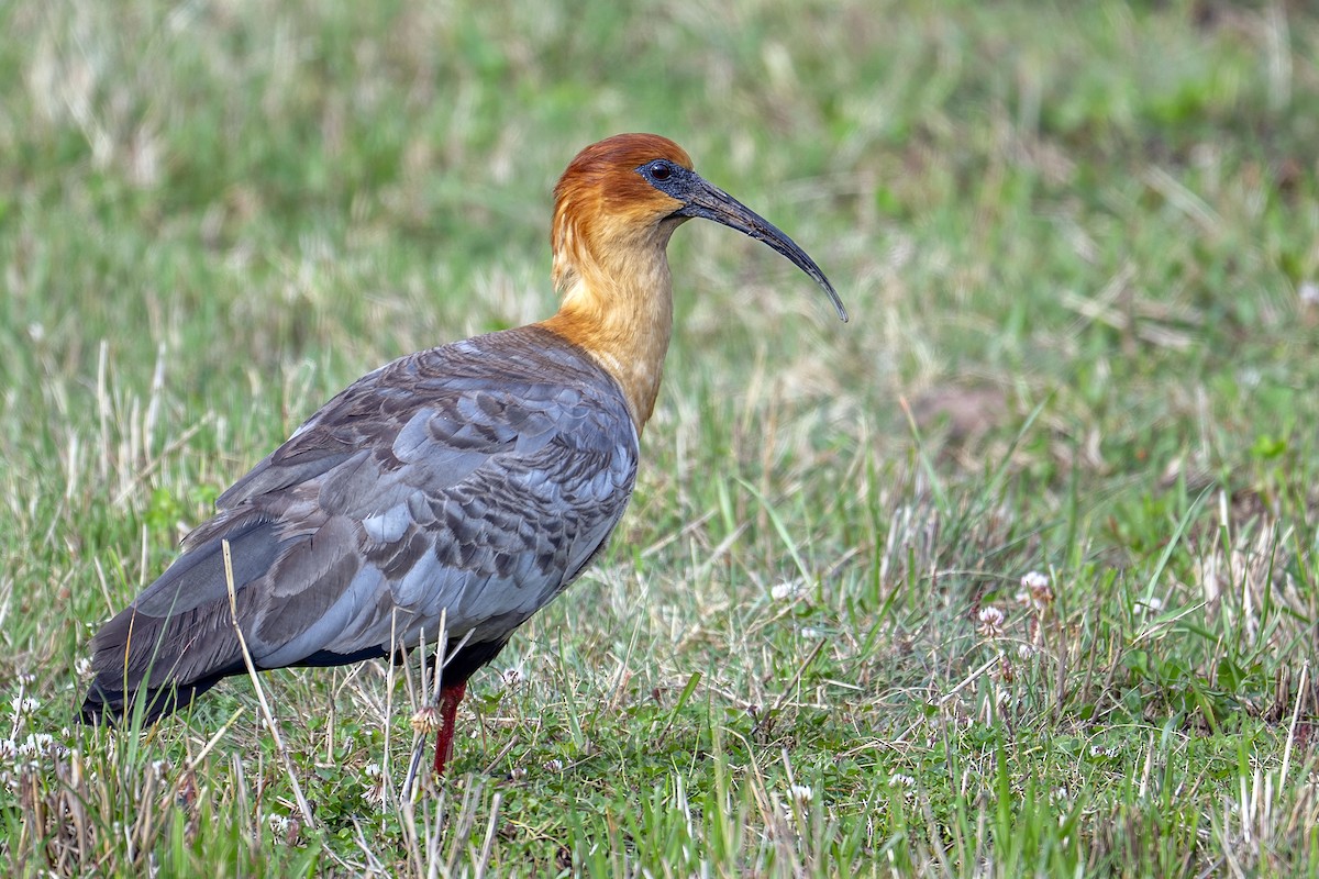 Andean Ibis - ML646939853