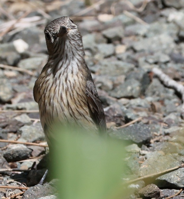 Australasian Figbird - ML646939855