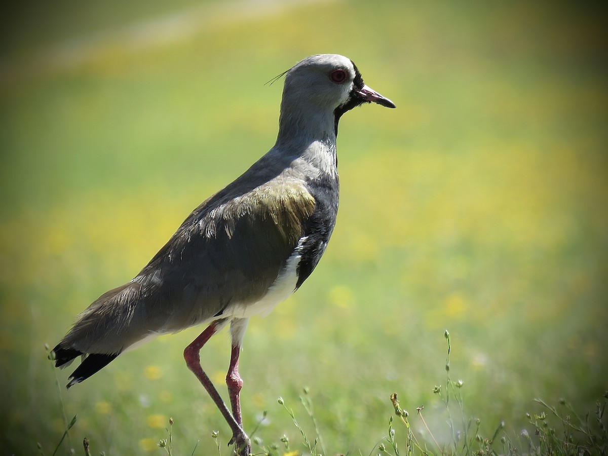Southern Lapwing (chilensis/fretensis) - ML646939860