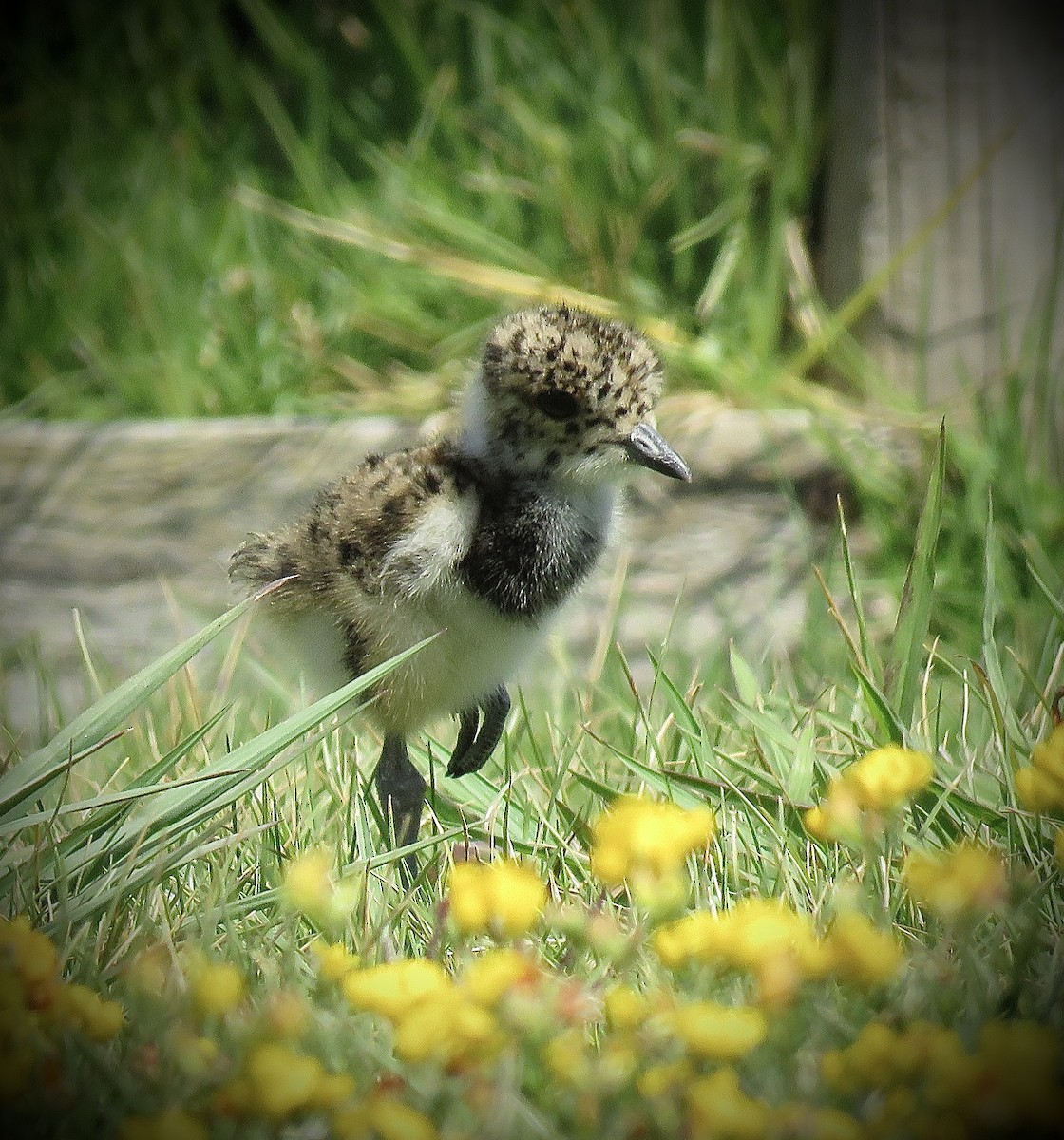 Southern Lapwing (chilensis/fretensis) - ML646939861