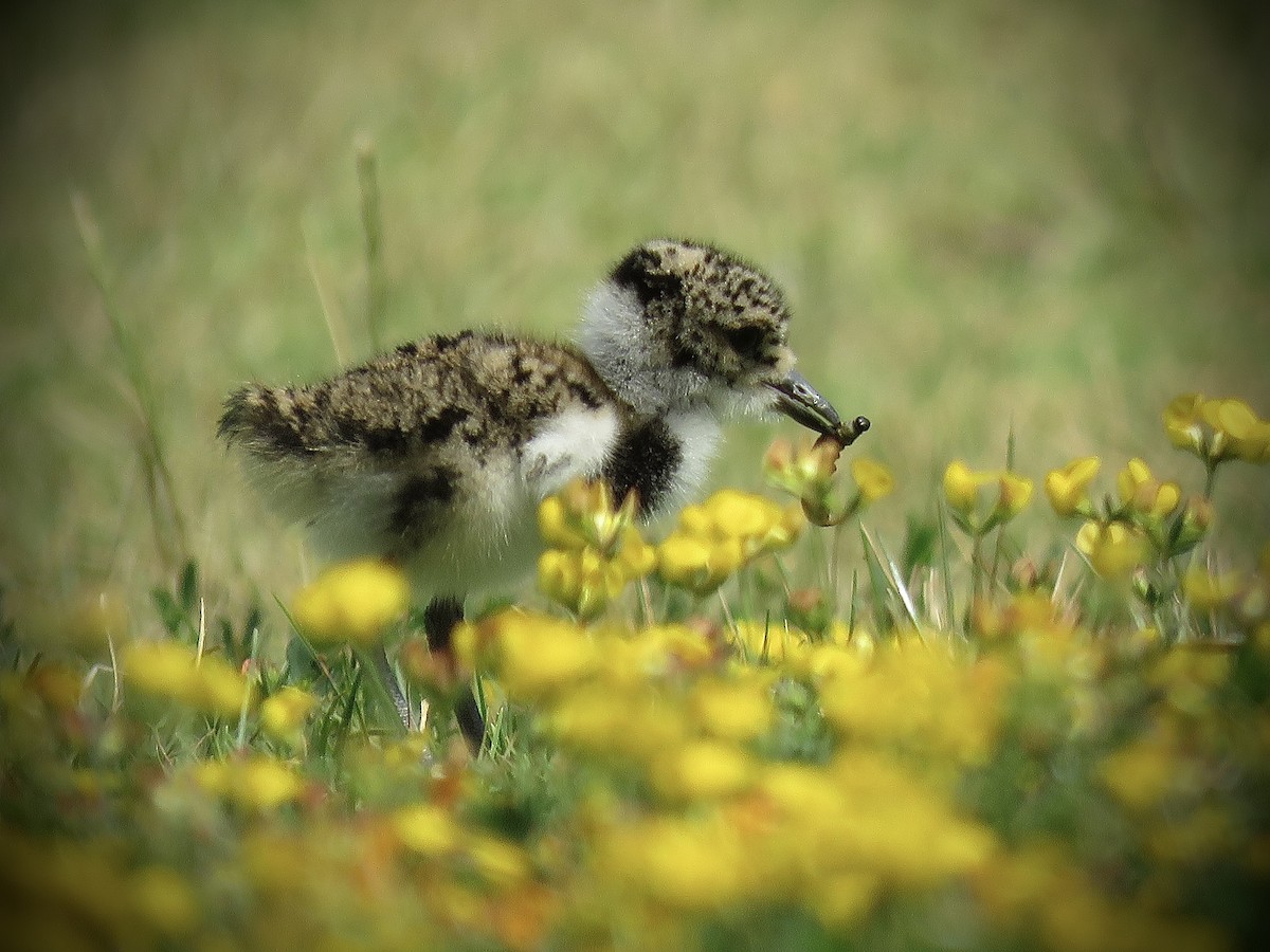 Southern Lapwing (chilensis/fretensis) - ML646939862