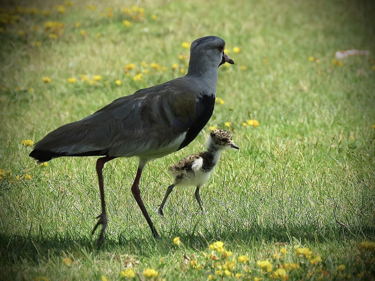 Southern Lapwing (chilensis/fretensis) - ML646939863