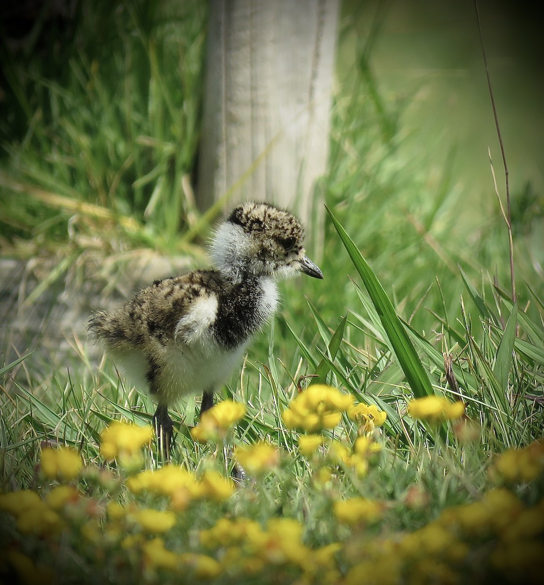 Southern Lapwing (chilensis/fretensis) - ML646939864
