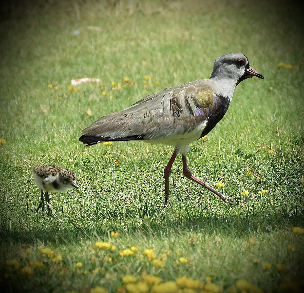 Southern Lapwing (chilensis/fretensis) - ML646939865