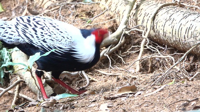 Серебряный фазан - ML646939867