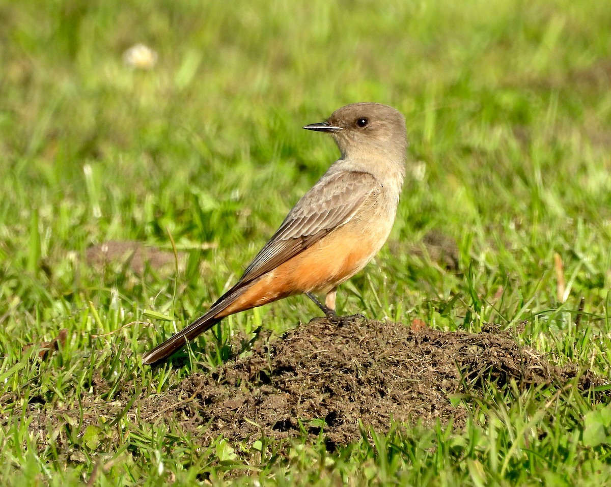 Say's Phoebe - ML646939868