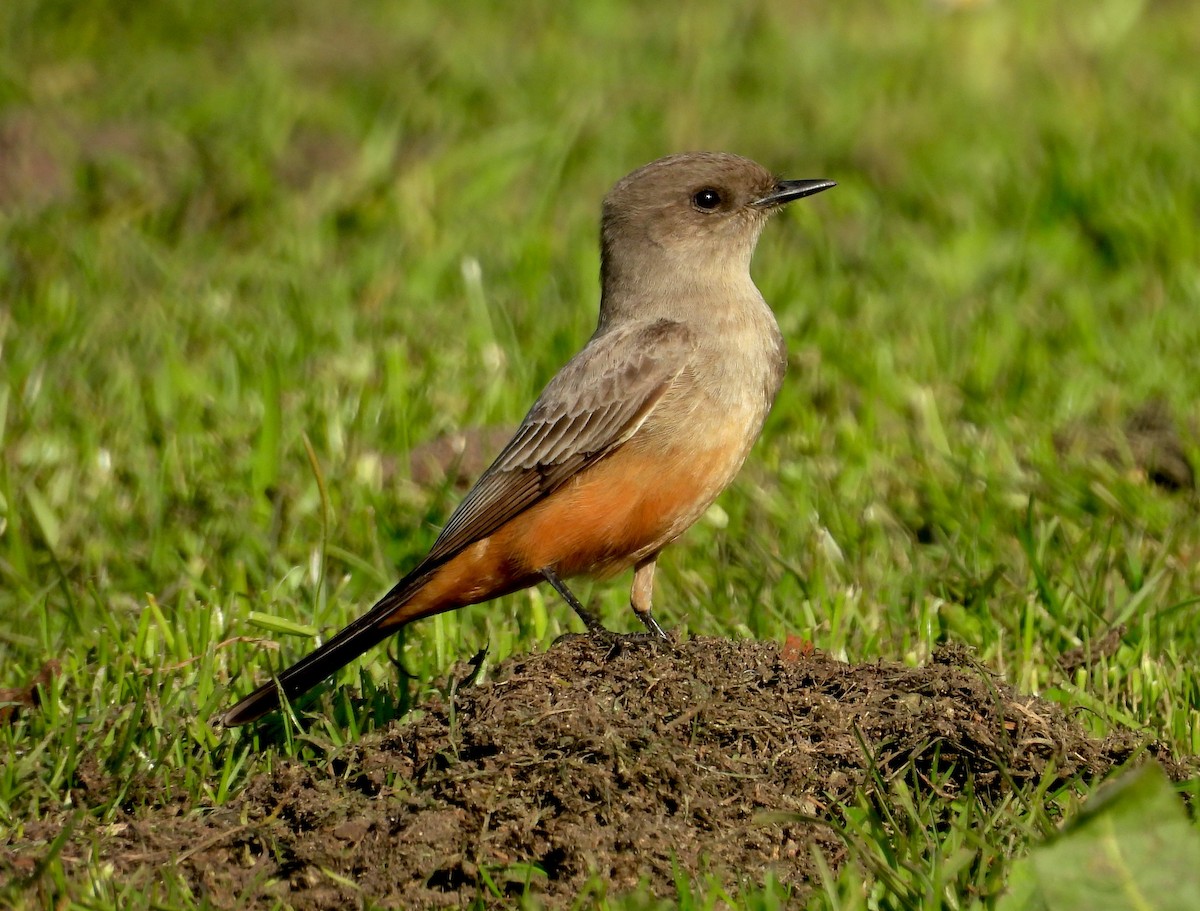 Say's Phoebe - ML646939869