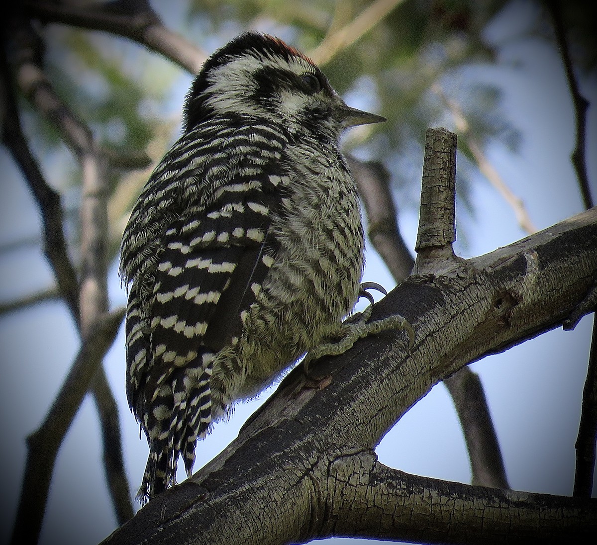 Striped Woodpecker (Striped) - ML646939870