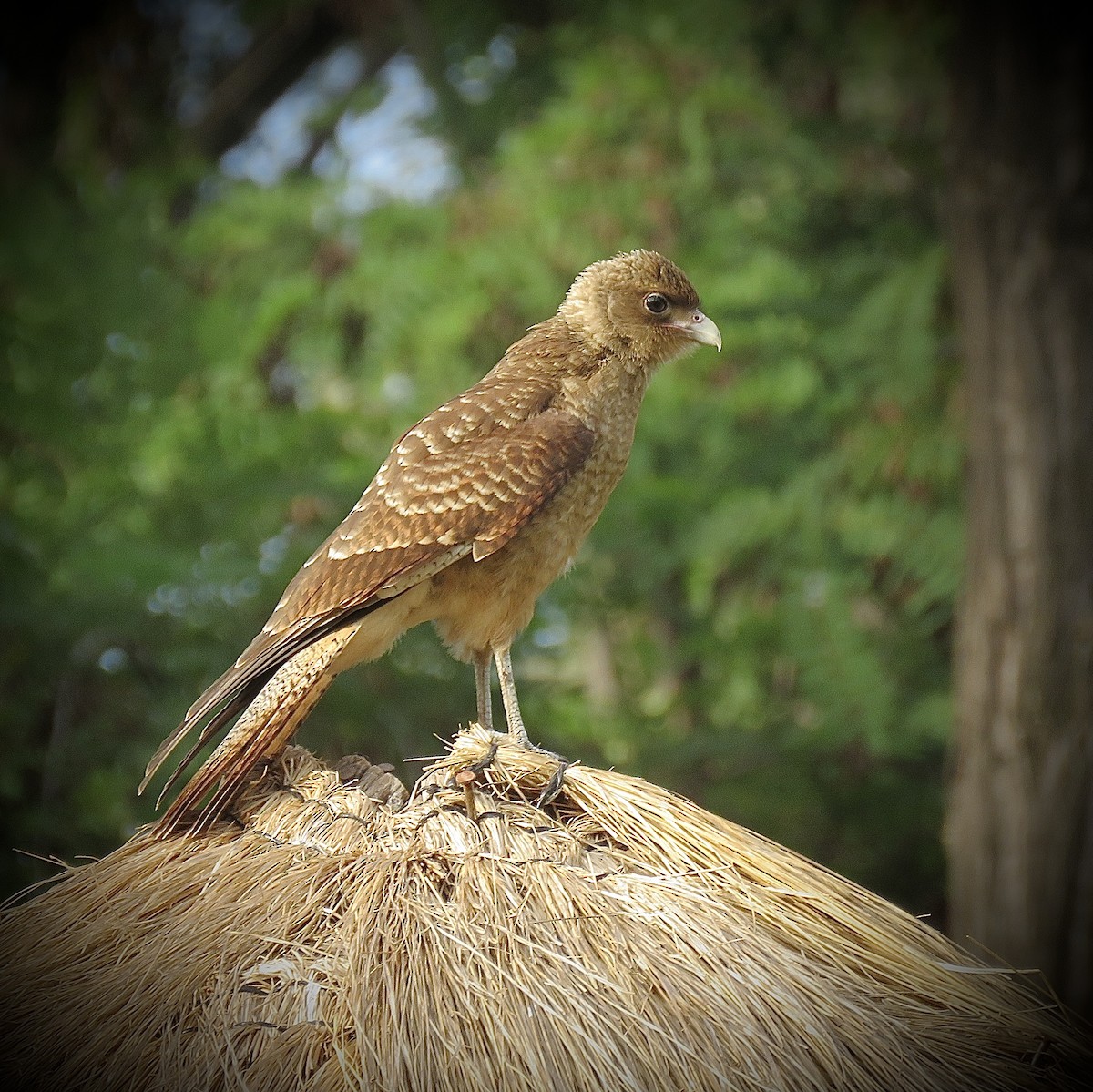 Chimango Caracara - ML646939875
