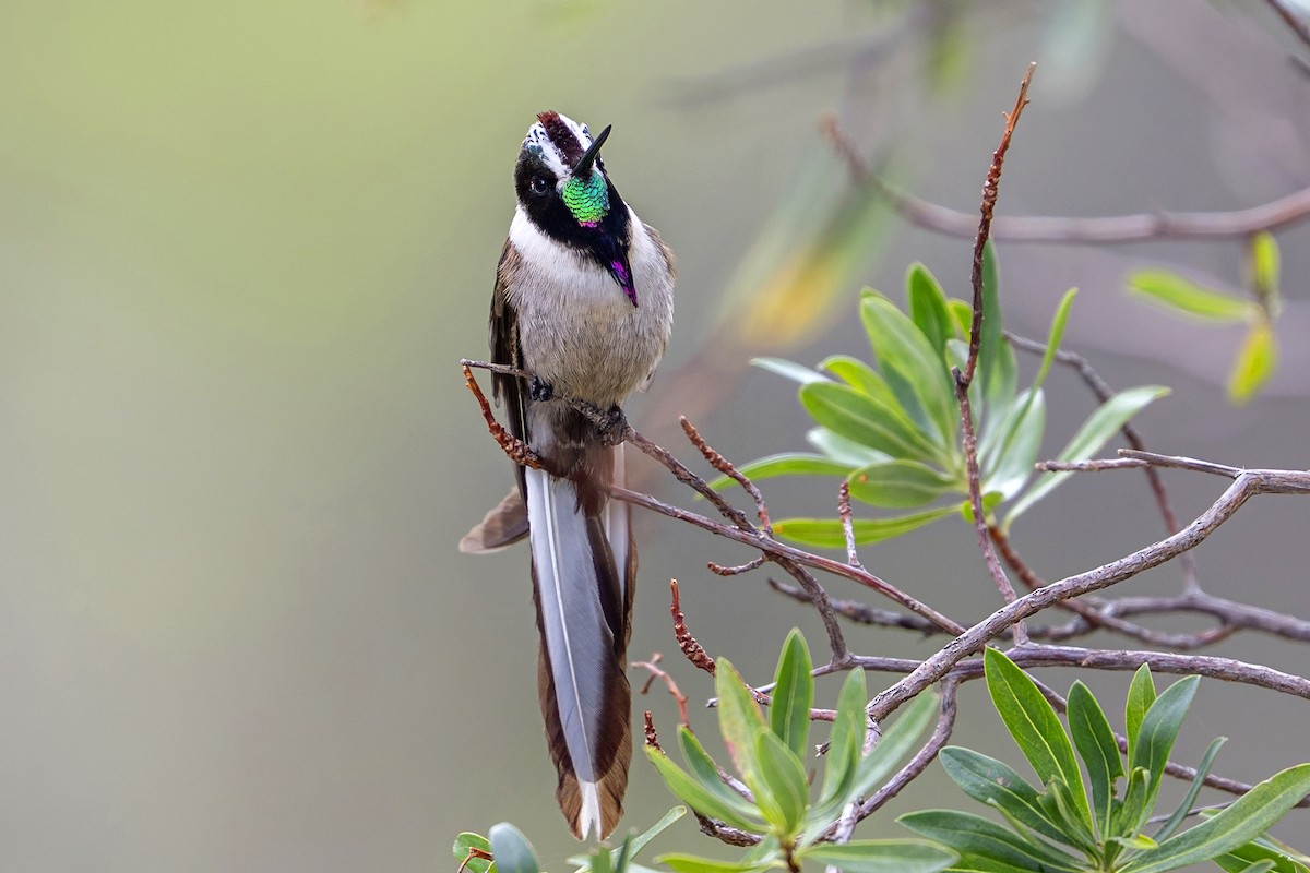 Bearded Mountaineer (Western) - ML646939876