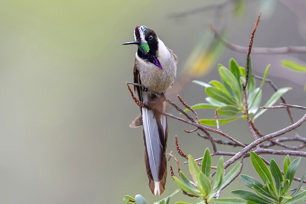 Bearded Mountaineer (Western) - ML646939877