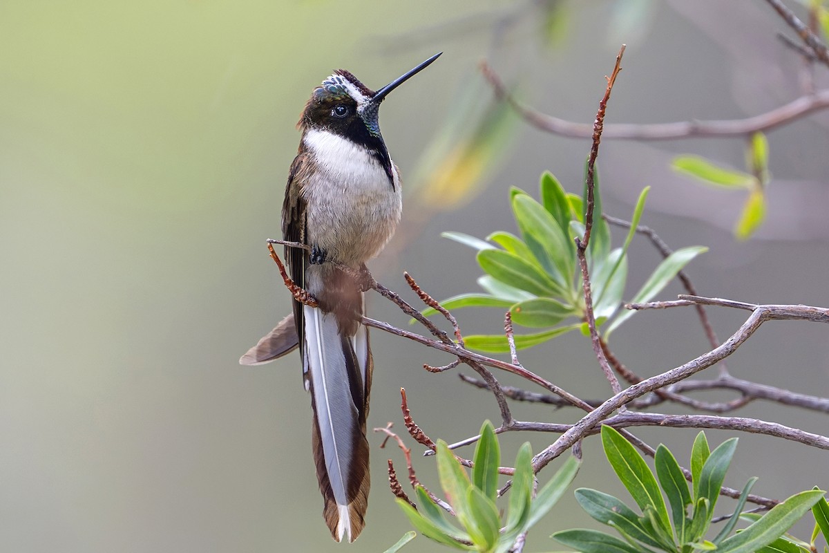 Bearded Mountaineer (Western) - ML646939878