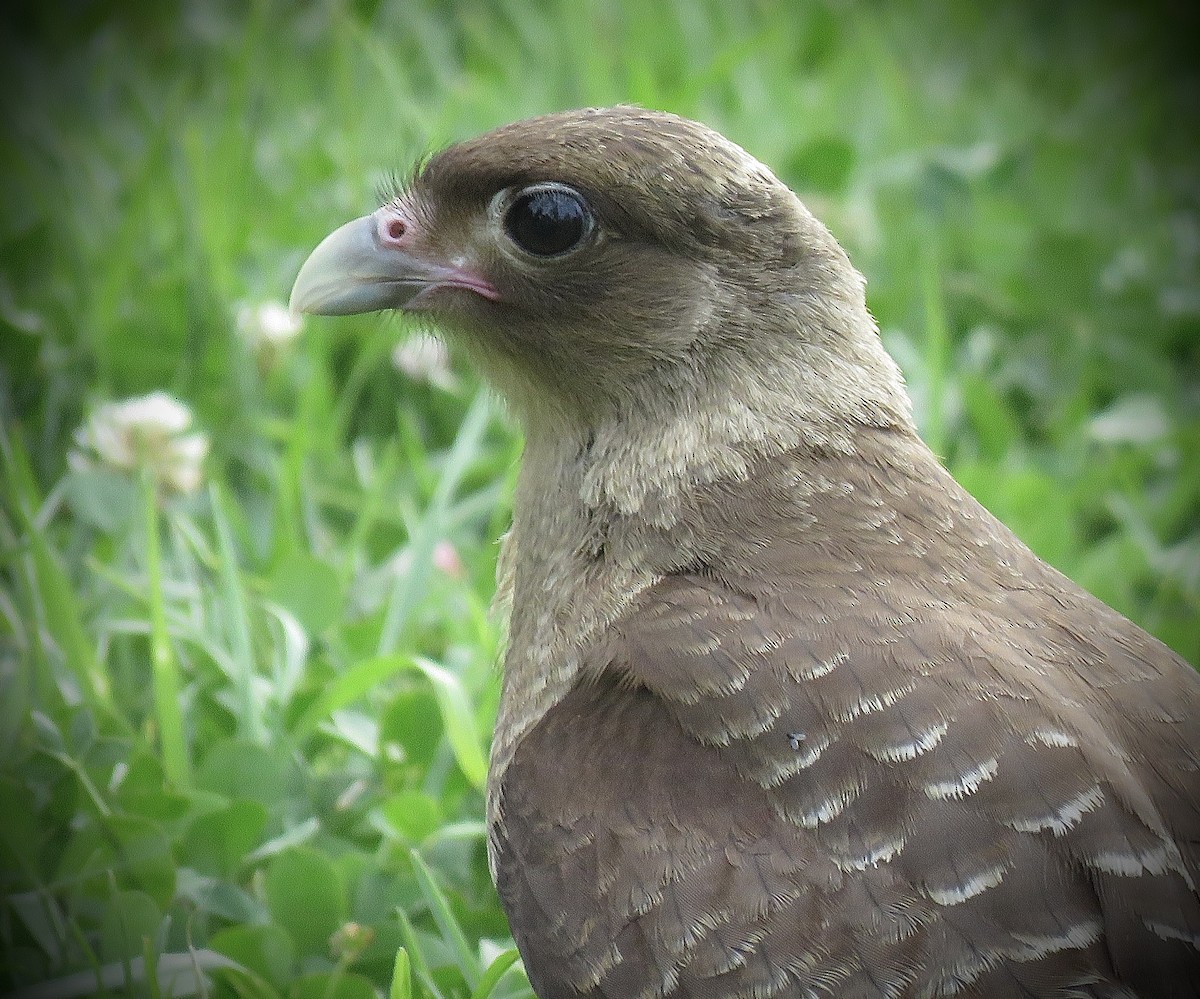 Chimango Caracara - ML646939879