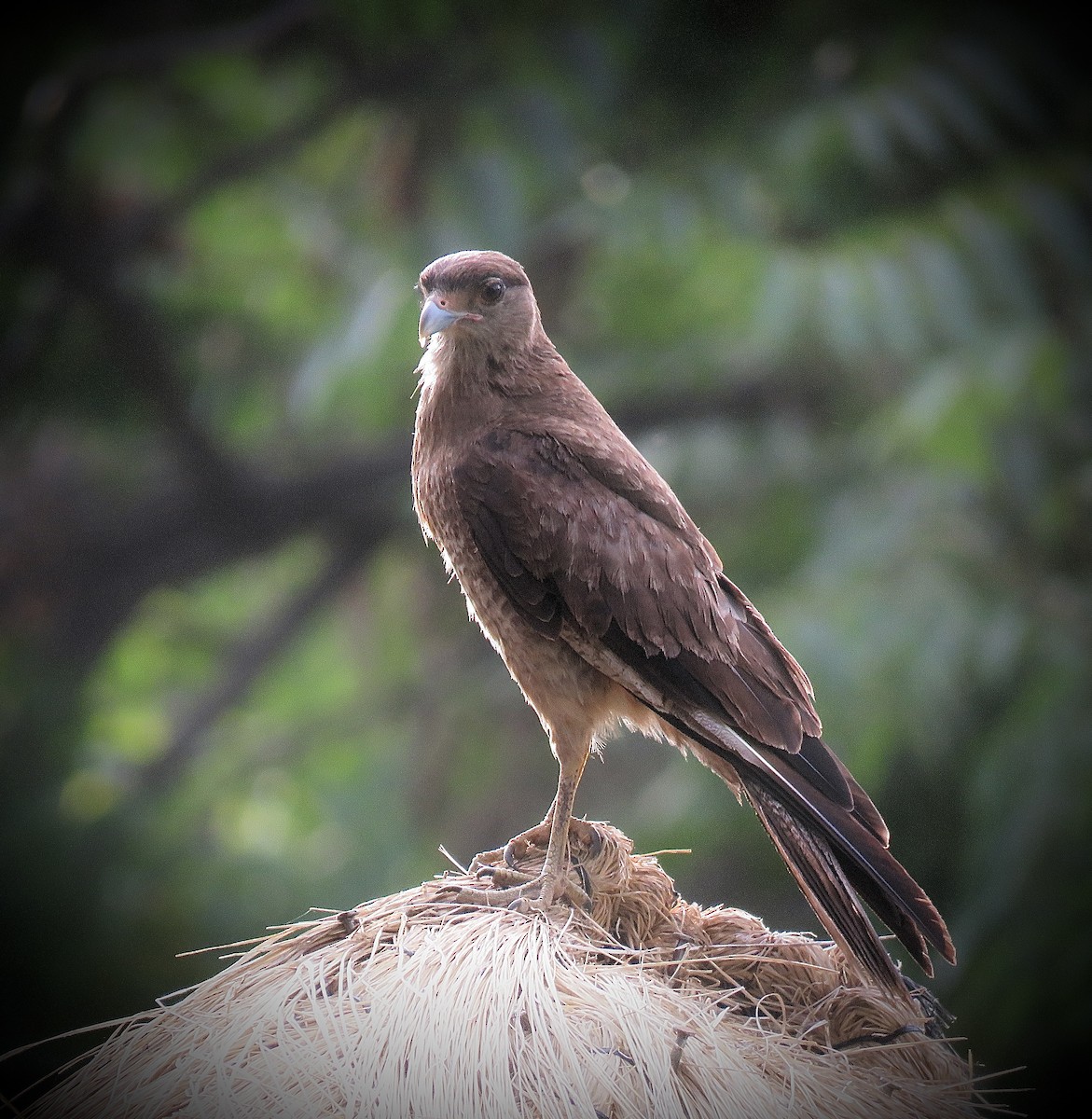 Chimango Caracara - ML646939880