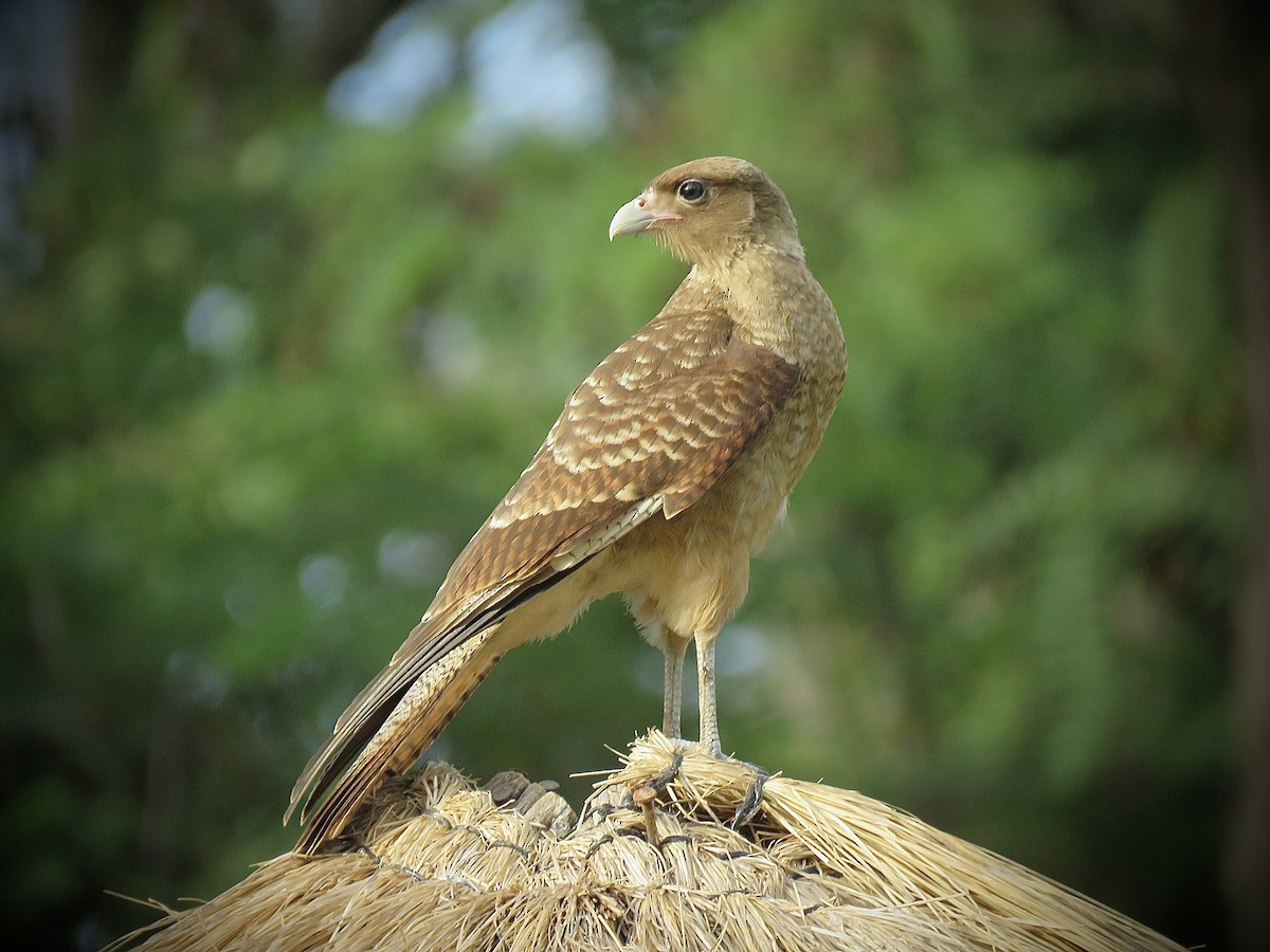 Chimango Caracara - ML646939881