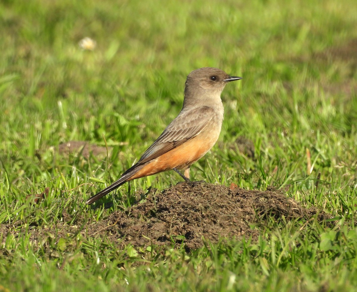 Say's Phoebe - ML646939883