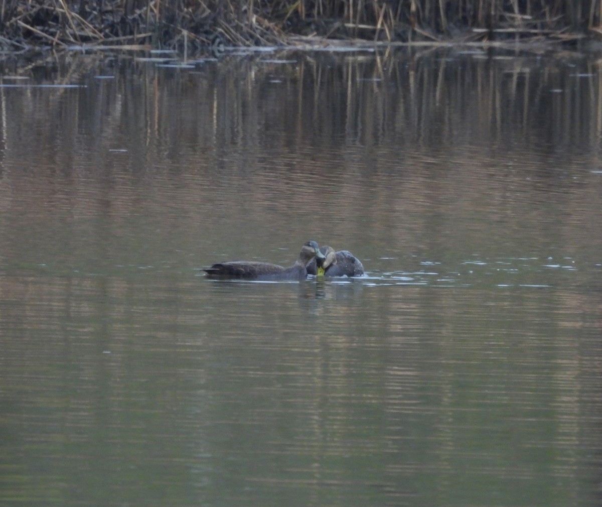 Ahate iluna - ML646939887