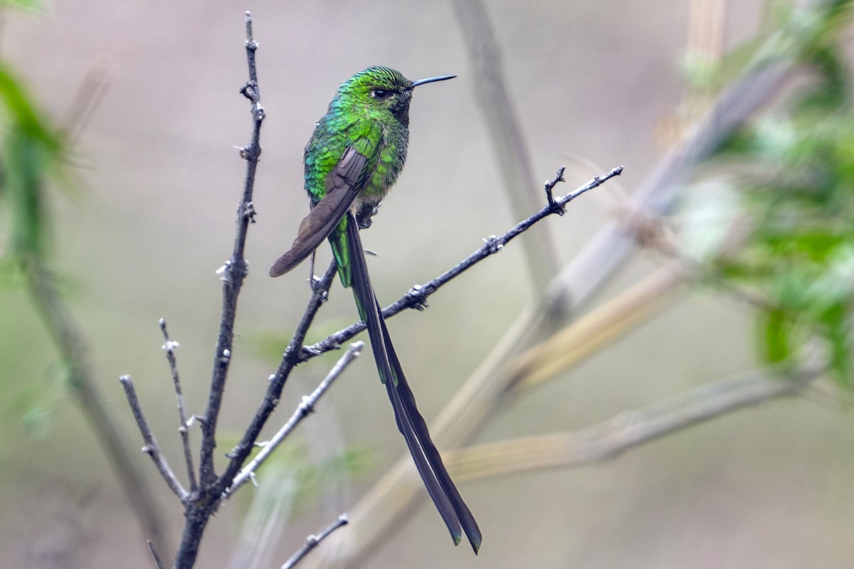 Green-tailed Trainbearer - ML646939889