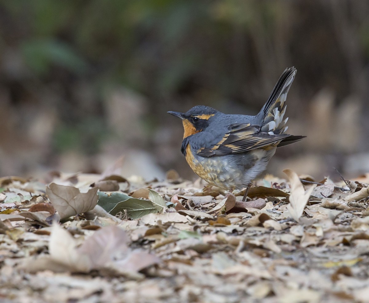 båndtrost - ML646939890