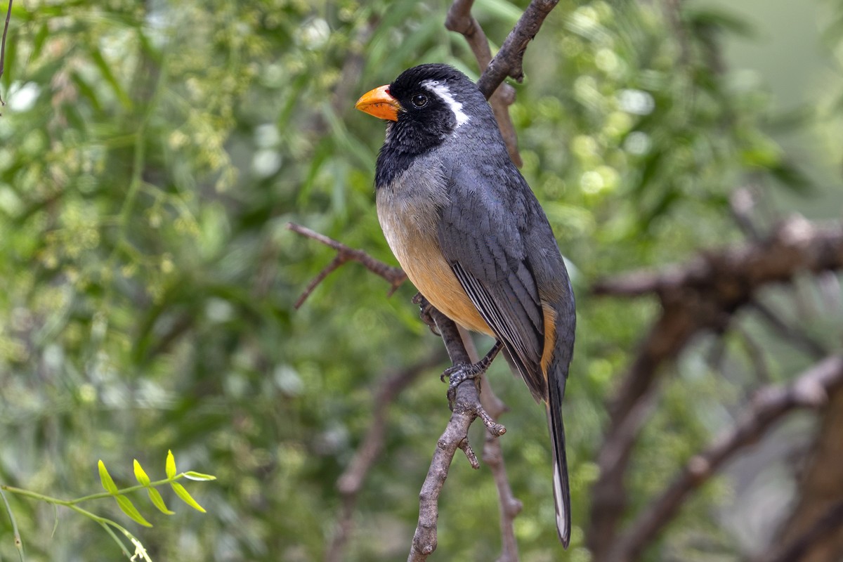 Golden-billed Saltator - ML646939891