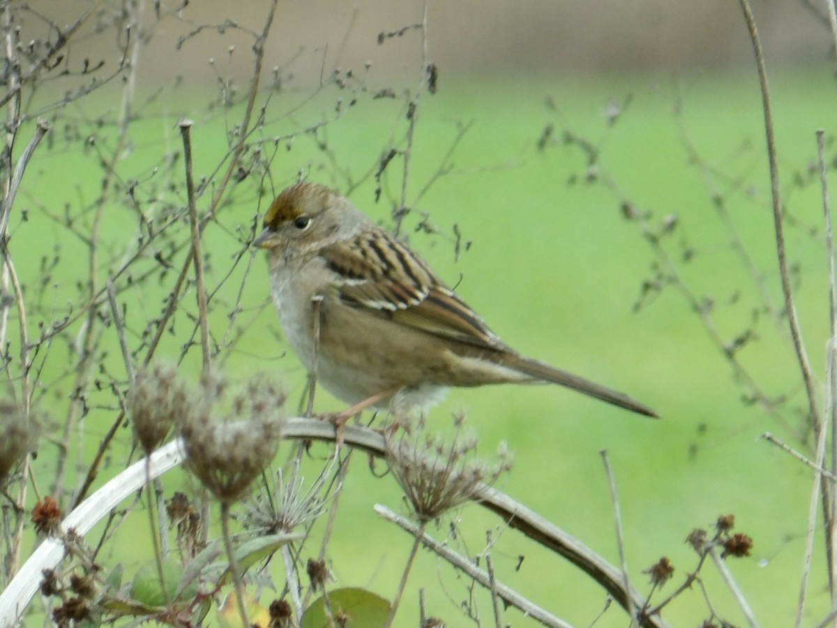 Golden-crowned Sparrow - ML646939892