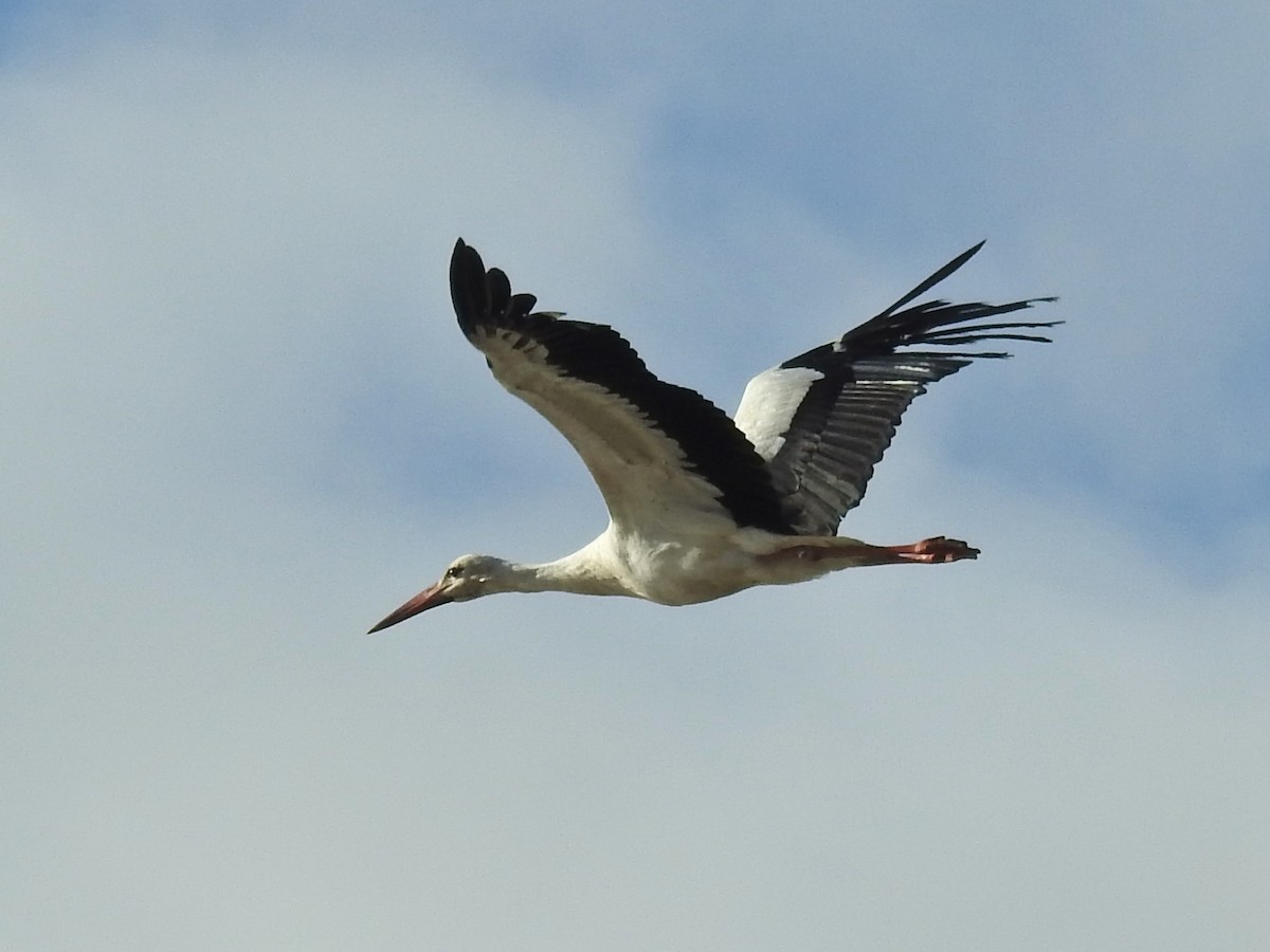White Stork - ML646939893