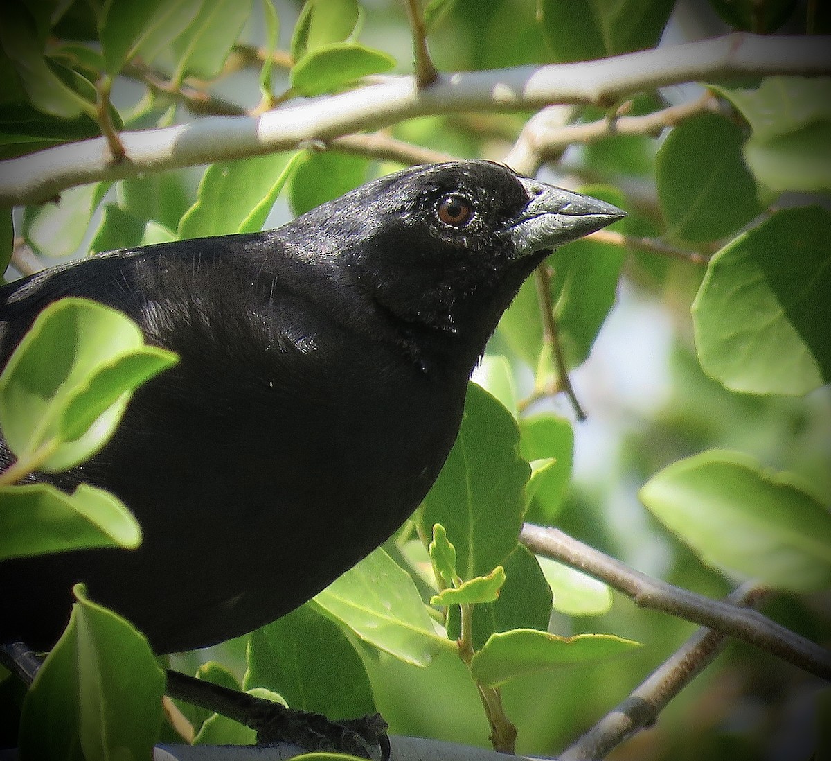 Screaming Cowbird - ML646939894