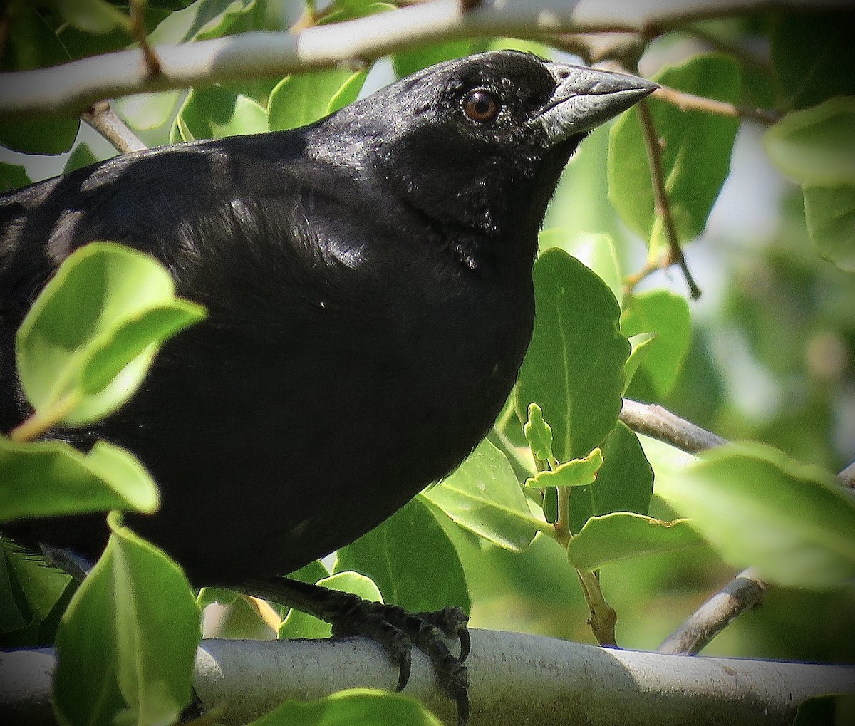 Screaming Cowbird - ML646939895