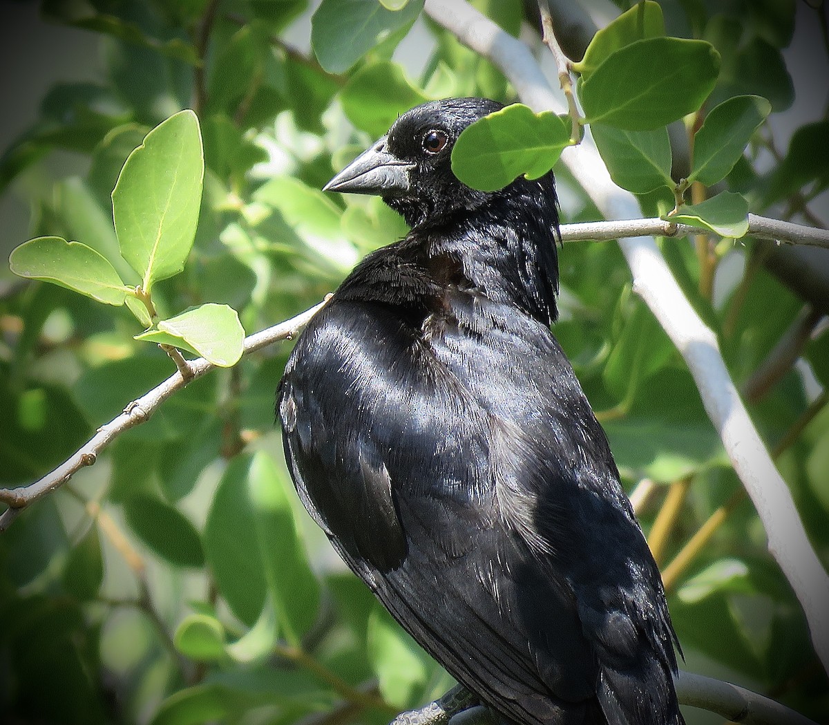 Screaming Cowbird - ML646939896