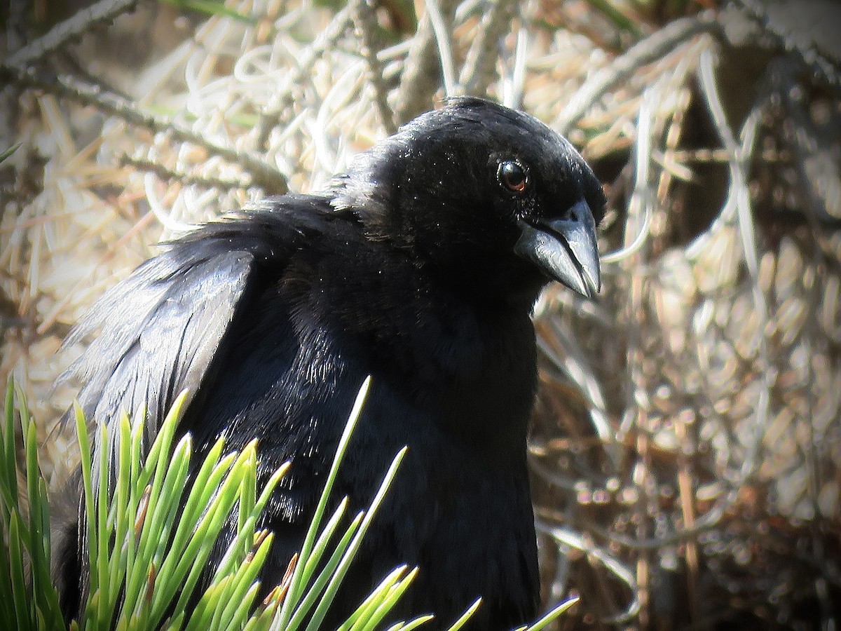 Screaming Cowbird - ML646939897