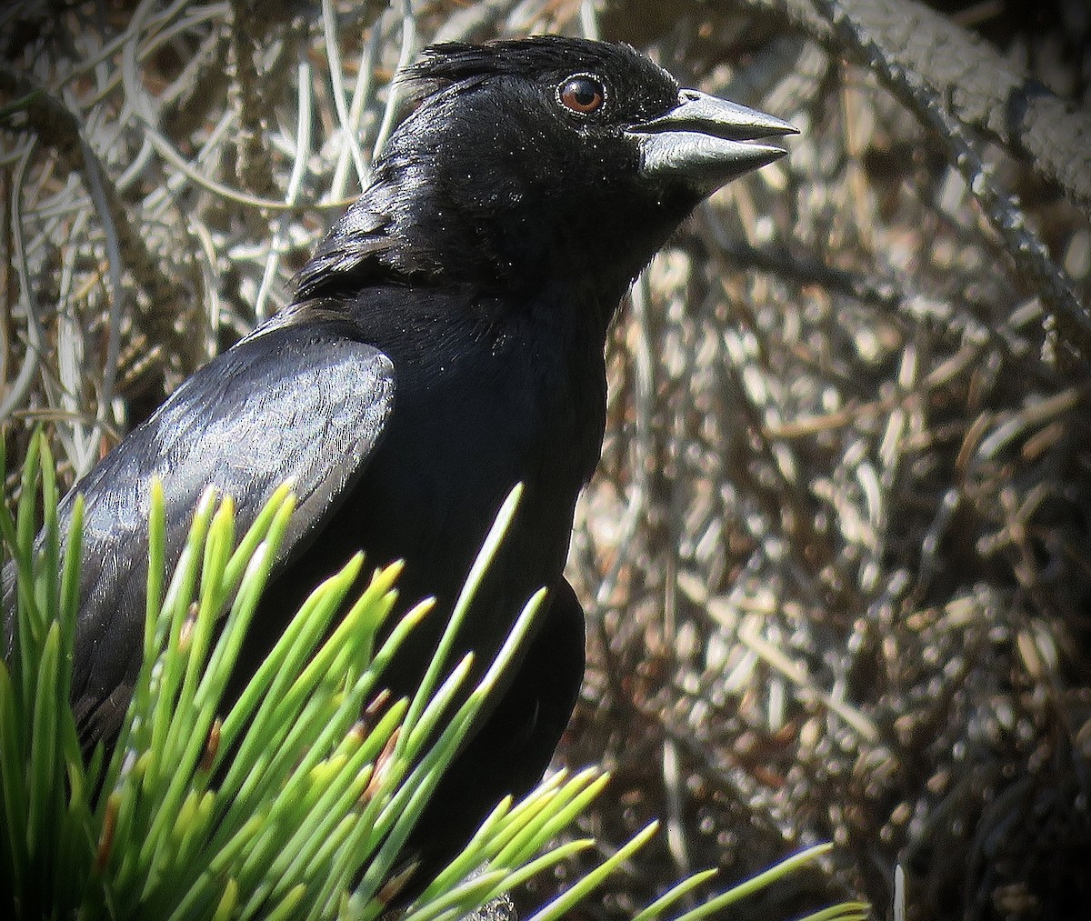 Screaming Cowbird - ML646939898