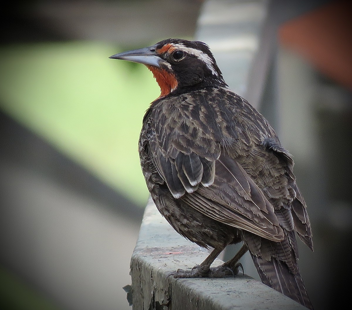 Long-tailed Meadowlark - ML646939902